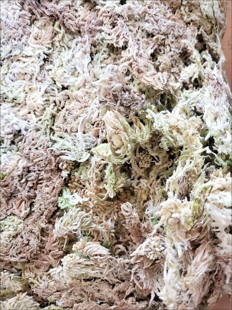 水苔藓干苔藓蝴蝶兰专用土水苔兰花土铁皮石斛盆栽植料透气捕