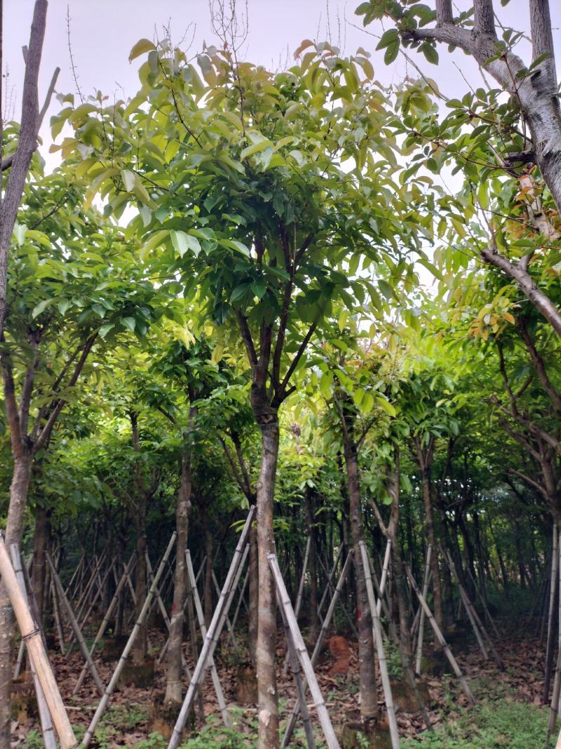 大叶紫薇产地直销