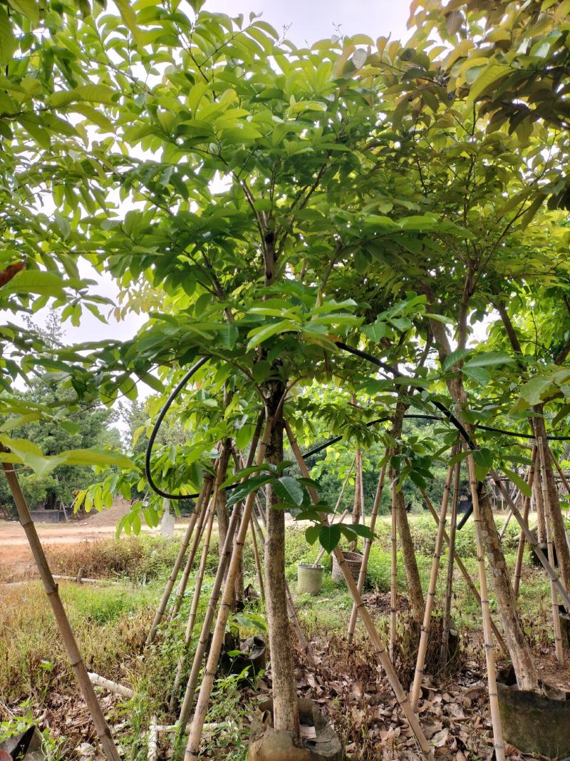 大叶紫薇产地直销