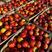 油桃，518油桃，毛桃，中油桃，品种齐全随行就市