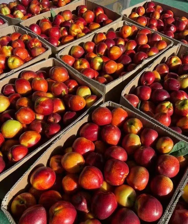 湖北金雷油桃，518油桃，毛桃，中油桃，品种齐全，预售