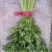 精品芹菜大量上市中质量好，干，湿均可对接全国。产地直发欢
