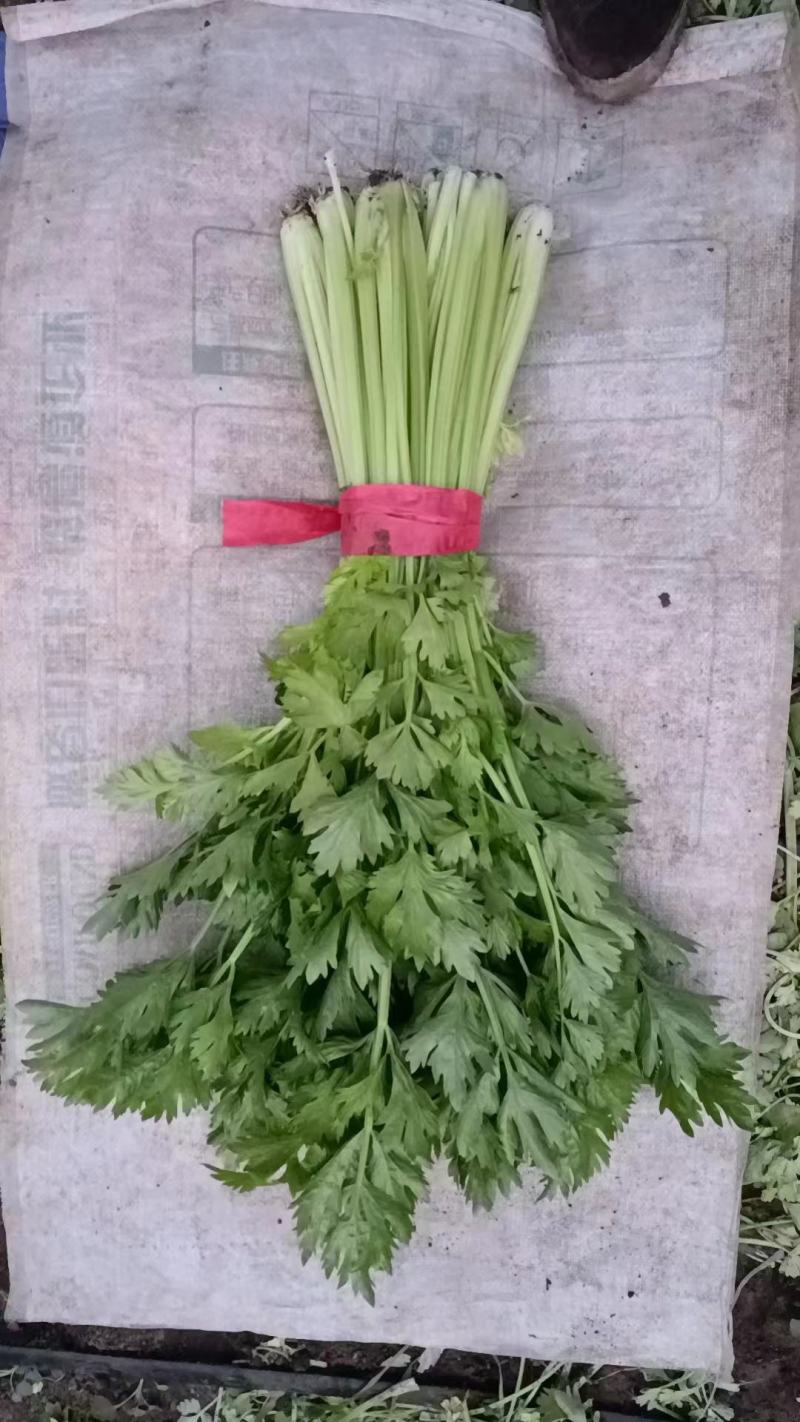 精品芹菜大量上市中质量好，干，湿均可对接全国。产地直发欢