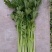 精品芹菜大量上市中质量好，干，湿均可对接全国。产地直发欢