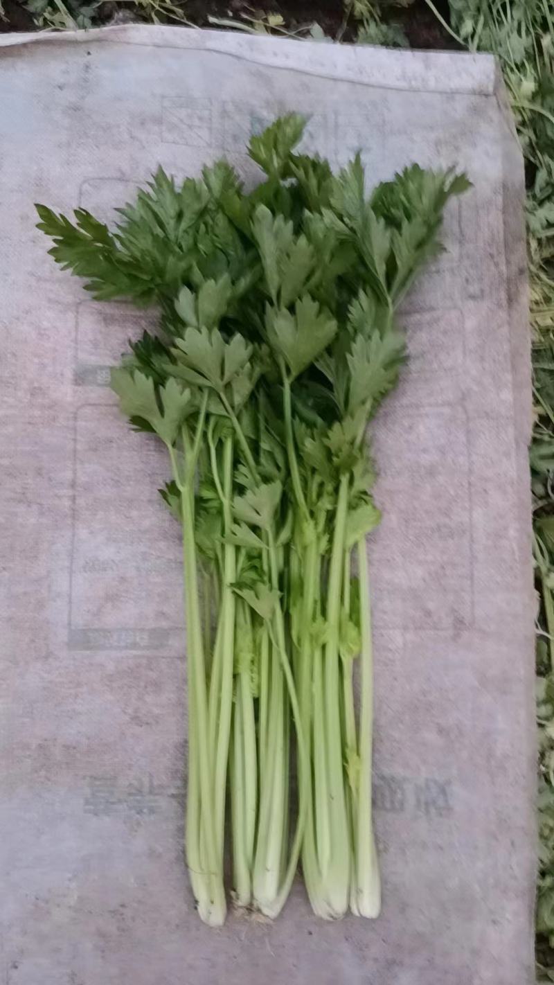 精品芹菜大量上市中质量好，干，湿均可对接全国。产地直发欢