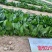 鼎优D18菠菜种子圆叶墨绿色红根菠菜品种种子