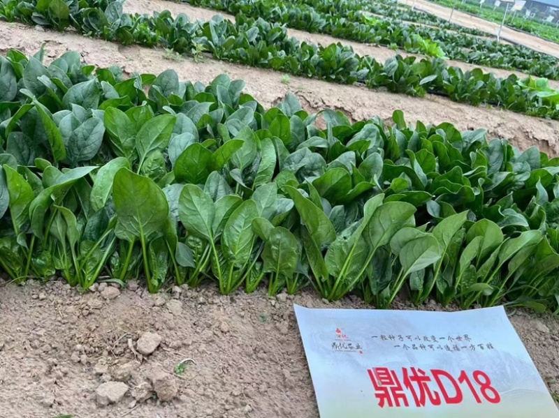 鼎优D18菠菜种子圆叶墨绿色红根菠菜品种种子