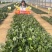 鼎优D18菠菜种子圆叶墨绿色红根菠菜品种种子
