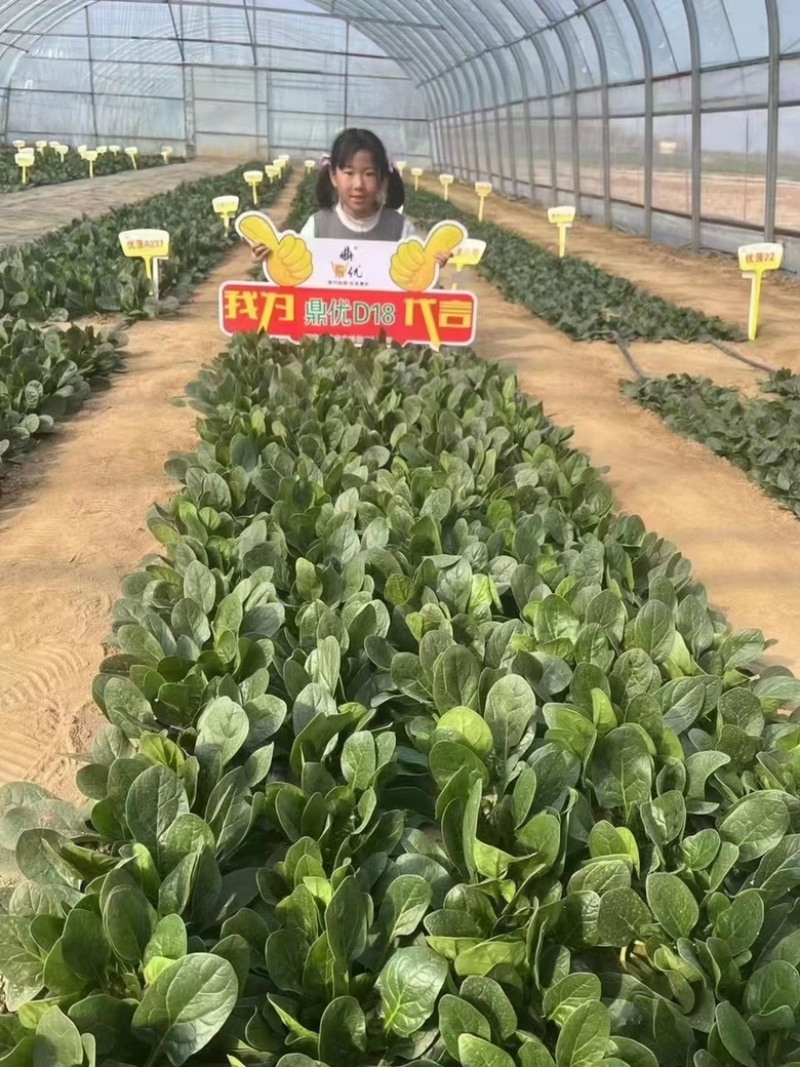 鼎优D18菠菜种子圆叶墨绿色红根菠菜品种种子