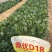 鼎优D18菠菜种子圆叶墨绿色红根菠菜品种种子