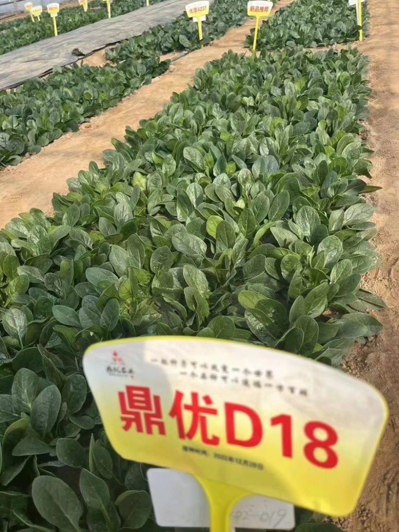 鼎优D18菠菜种子圆叶墨绿色红根菠菜品种种子