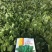 鼎优D18菠菜种子圆叶墨绿色红根菠菜品种种子