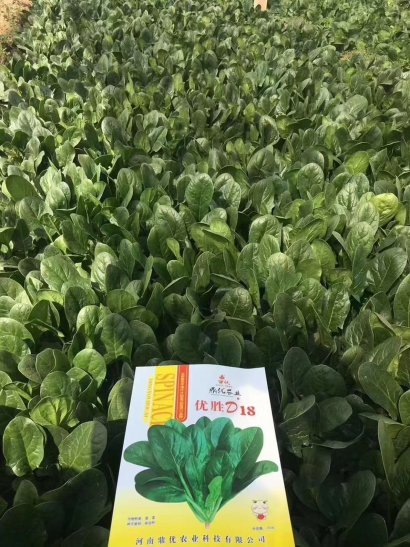 鼎优D18菠菜种子圆叶墨绿色红根菠菜品种种子