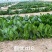 鼎优D18菠菜种子圆叶墨绿色红根菠菜品种种子