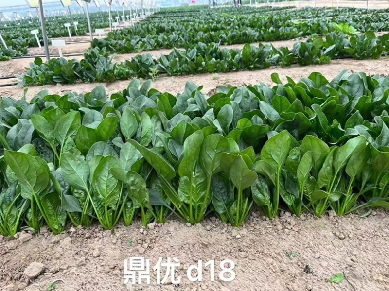 鼎优D18菠菜种子圆叶墨绿色红根菠菜品种种子