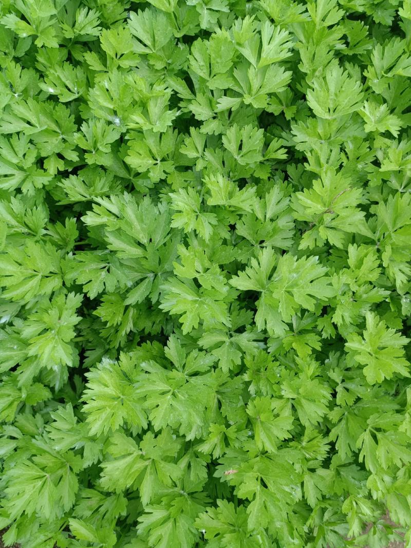 优质香芹，长期提供，欢迎来撩