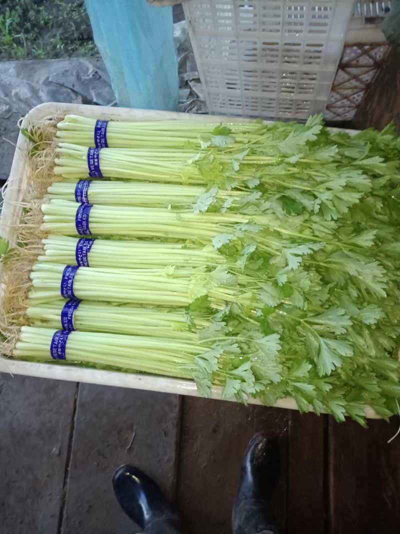 优质香芹，长期提供，欢迎来撩
