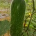 毛节瓜
