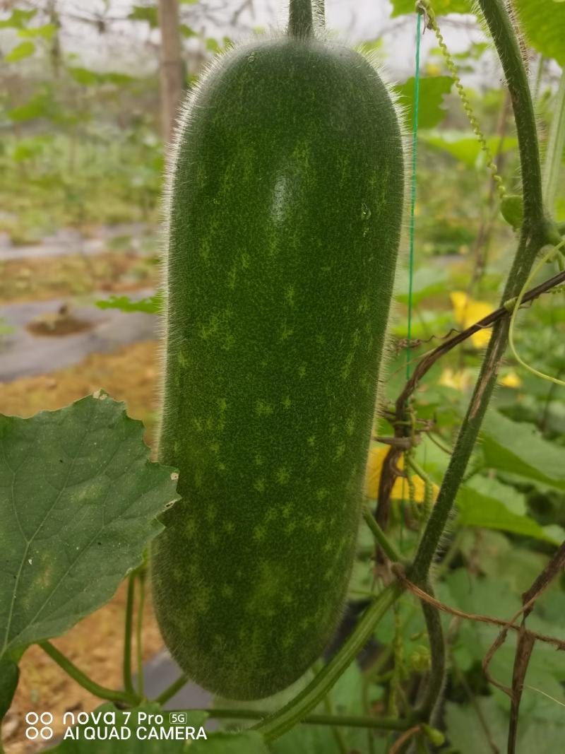 毛节瓜
