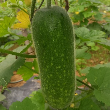 毛节瓜