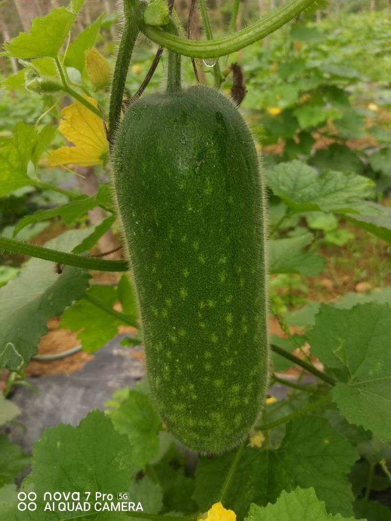 毛节瓜