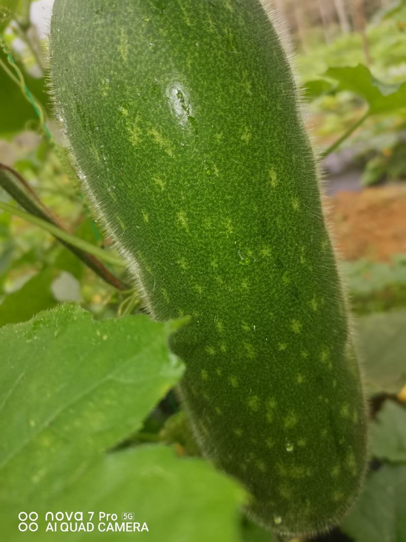 毛节瓜