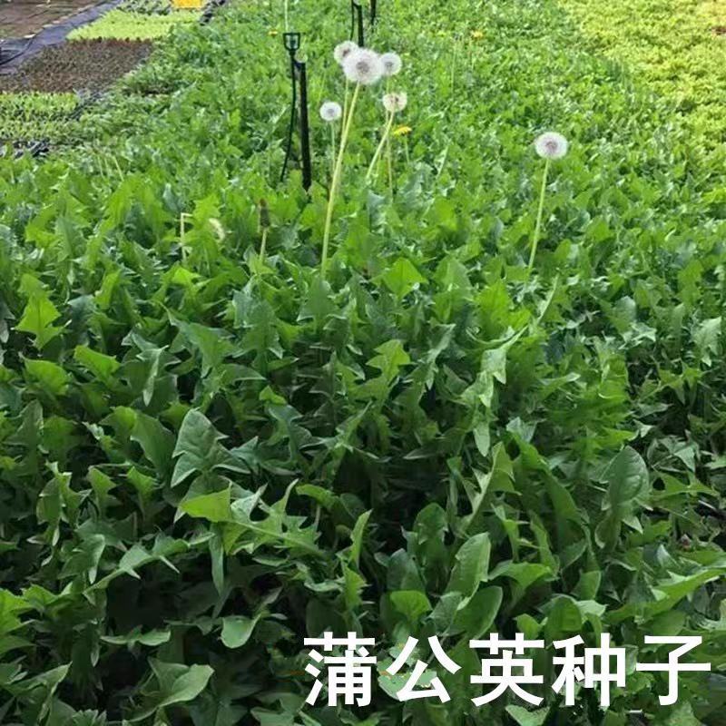 2025新采蒲公英种子、野生婆婆丁种籽、野菜种孑、包邮