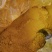 饲料姜黄粉姜黄提取物姜黄素鸡鸭饲料蛋黄着色改善肉质