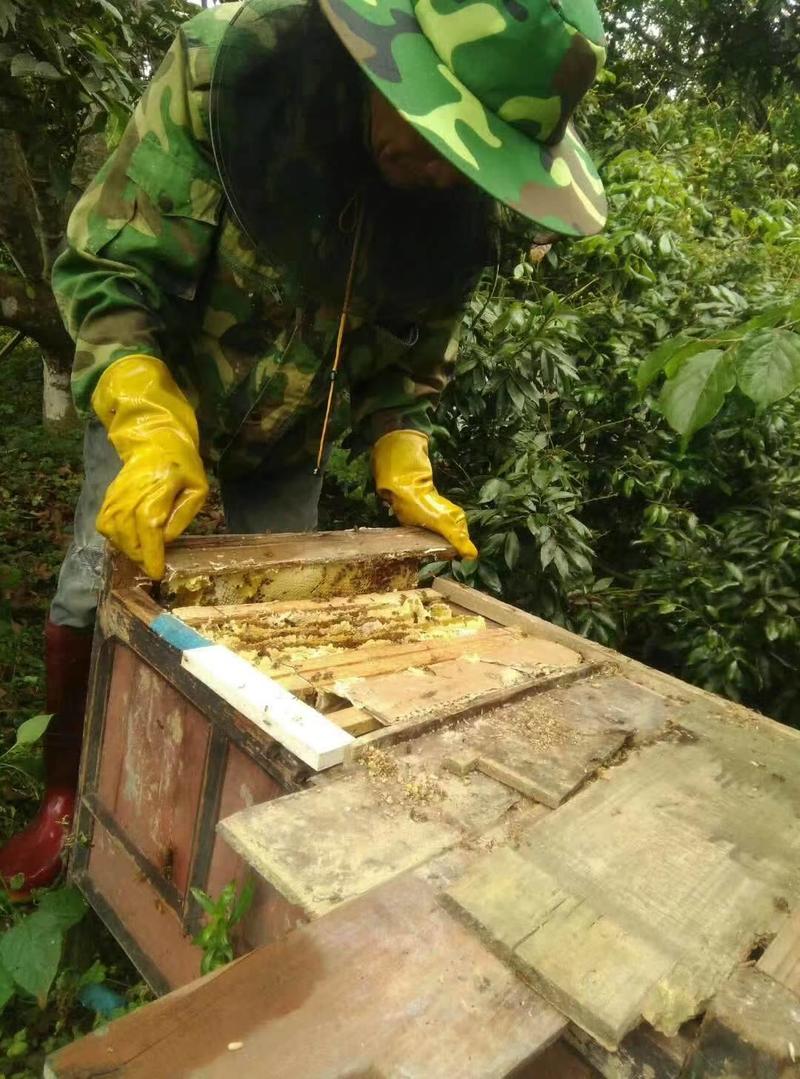 【精】广东蜂蜜土蜂蜜自家养殖货源保证欢迎来电订购