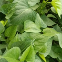 【热卖推荐】山东本地龙九高剪龙薯苗红薯苗全国走货欢迎联系