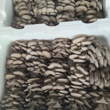 鲜平菇