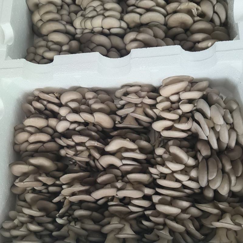 鲜平菇