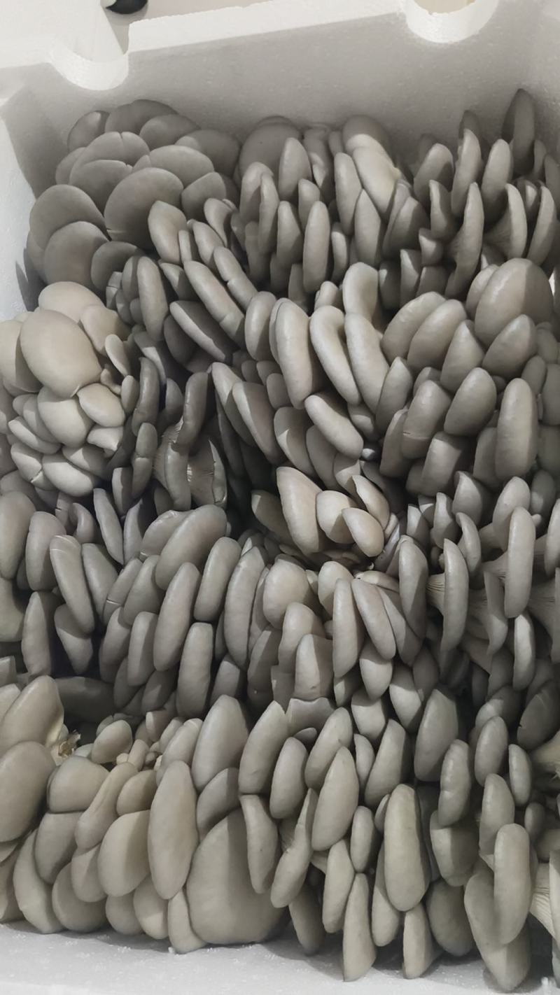 鲜平菇