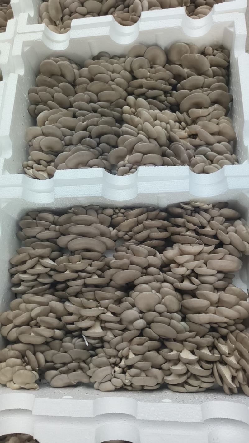 鲜平菇