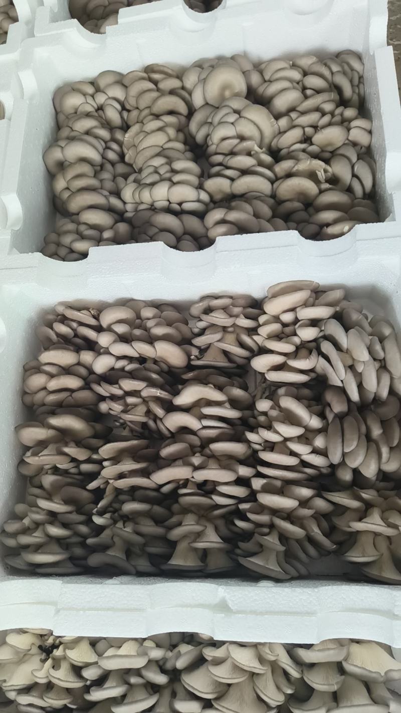 鲜平菇