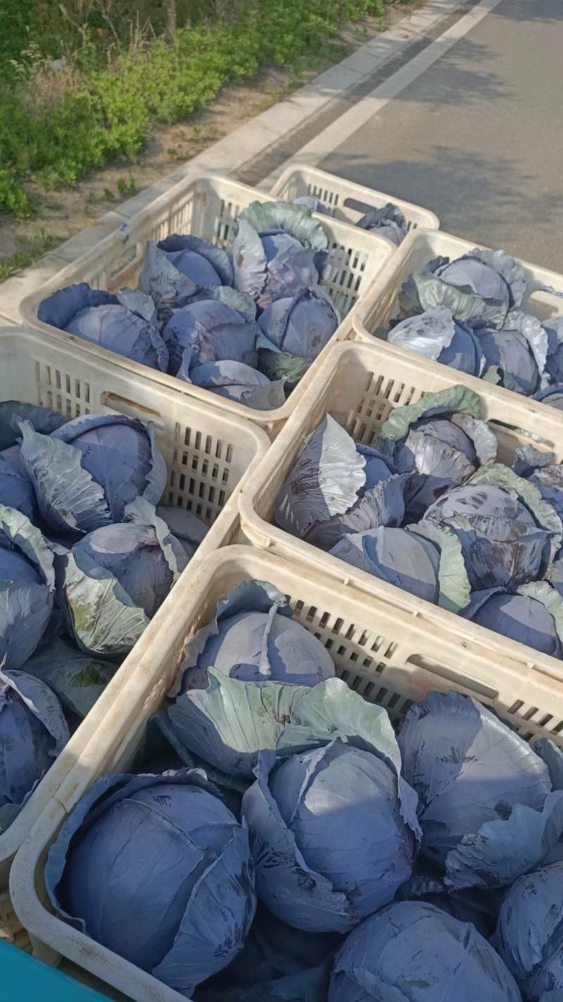 河北省邯郸市丛台区联帮蔬菜批发市场全年供应精品紫甘蓝