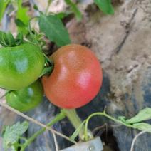 水果番茄日产3000斤大量上市