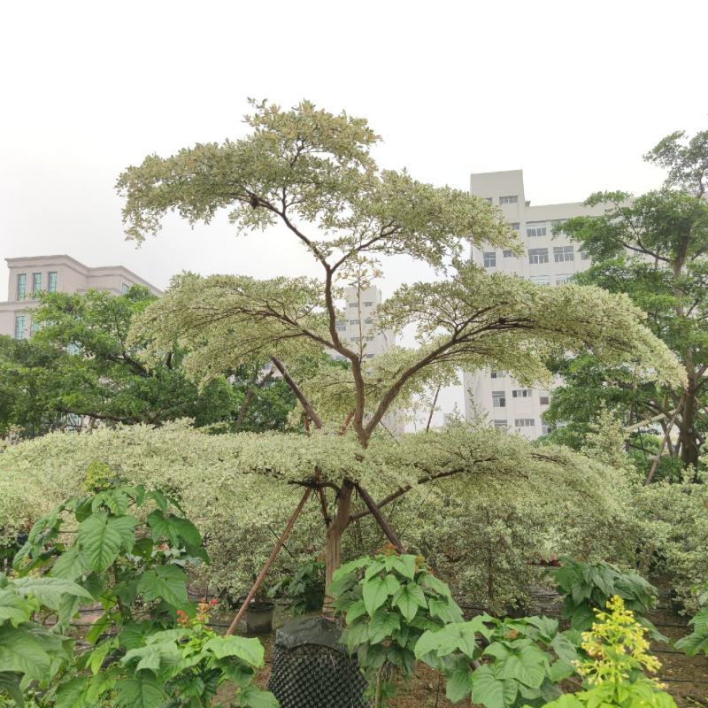 2305供应造型锦叶榄仁花叶榄仁树斜飘弯杆景观特选