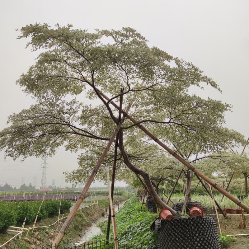 2305供应造型锦叶榄仁花叶榄仁树斜飘弯杆景观特选