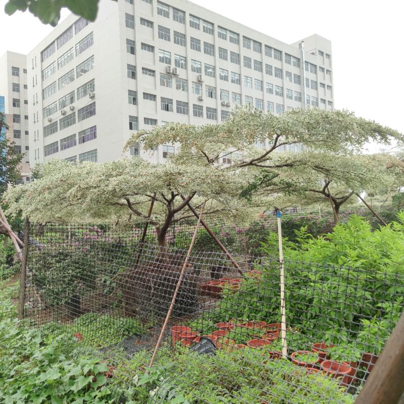 2305供应造型锦叶榄仁花叶榄仁树斜飘弯杆景观特选