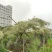 2305供应造型锦叶榄仁花叶榄仁树斜飘弯杆景观特选