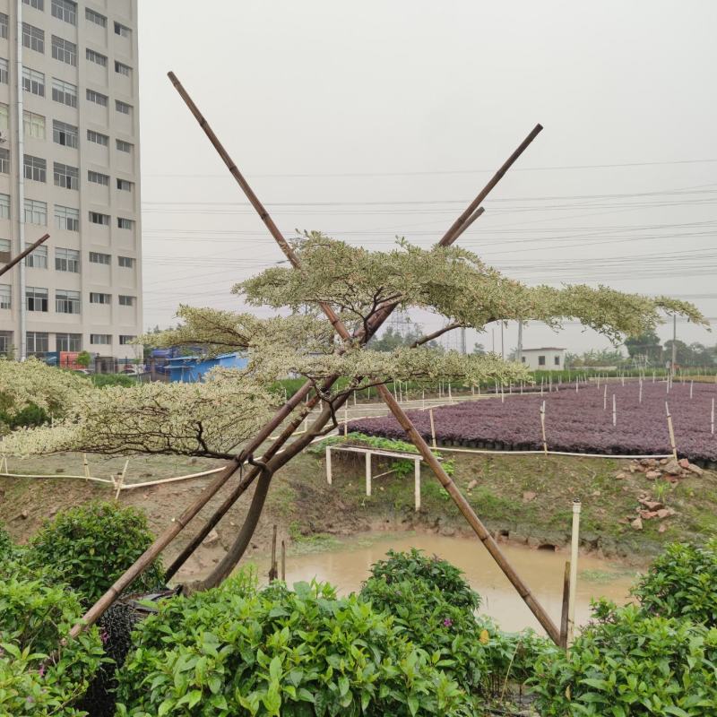 2305供应造型锦叶榄仁花叶榄仁树斜飘弯杆景观特选