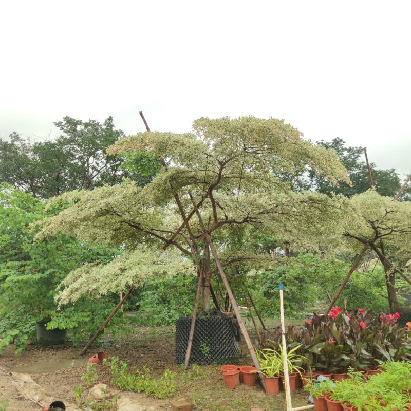 2305供应造型锦叶榄仁花叶榄仁树斜飘弯杆景观特选