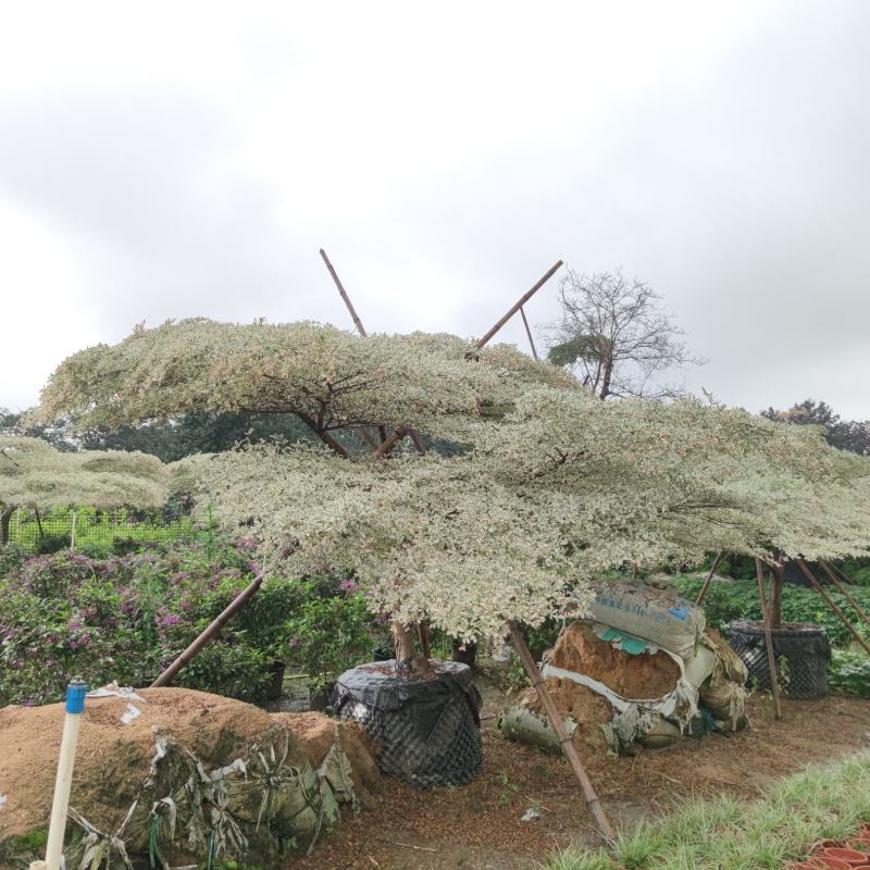 2305供应造型锦叶榄仁花叶榄仁树斜飘弯杆景观特选