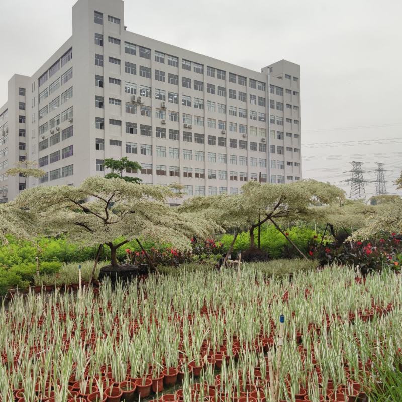 2305供应造型锦叶榄仁花叶榄仁树斜飘弯杆景观特选