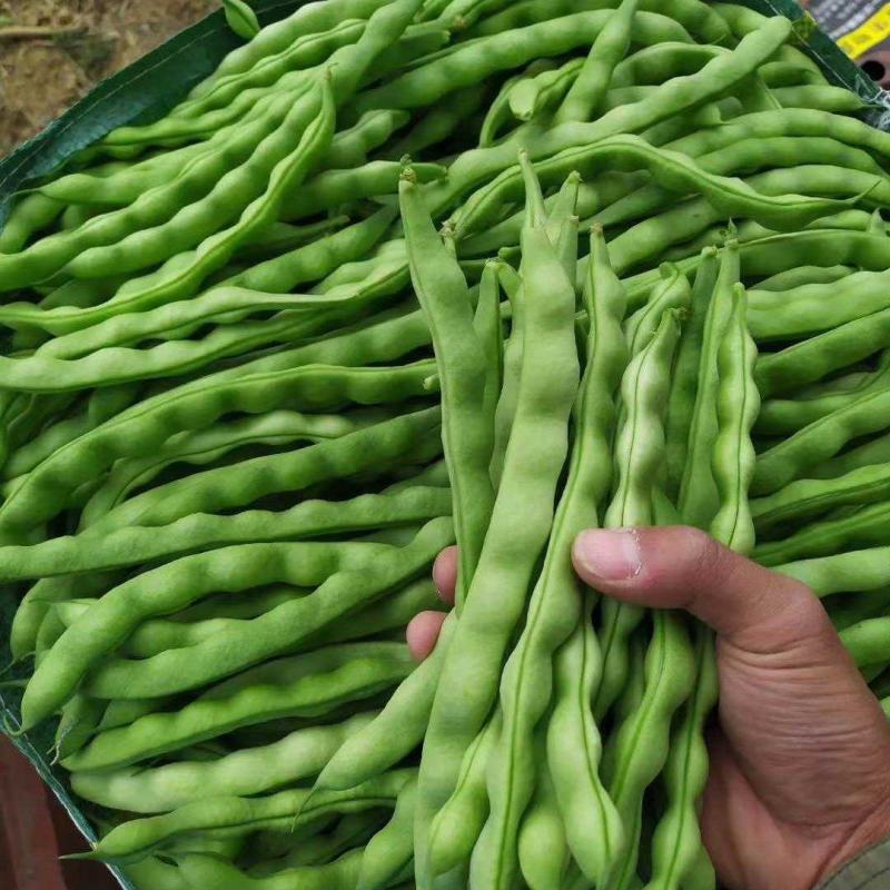 大青豆，棒豆大量上市有需要的联系