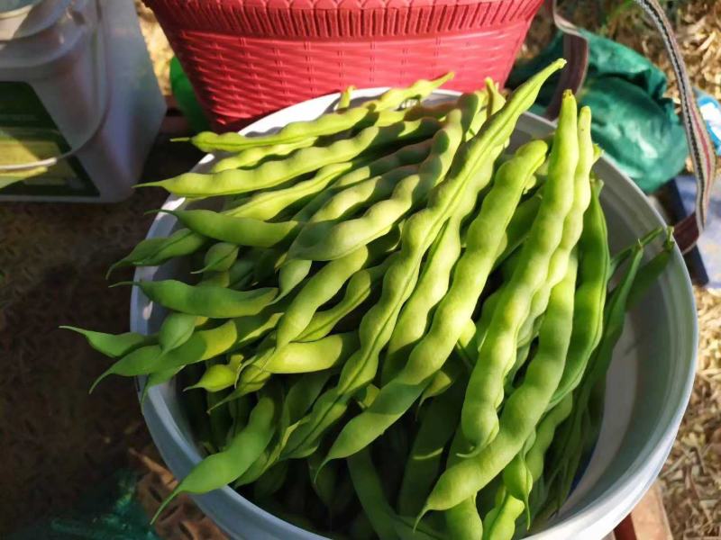 大青豆，棒豆大量上市有需要的联系