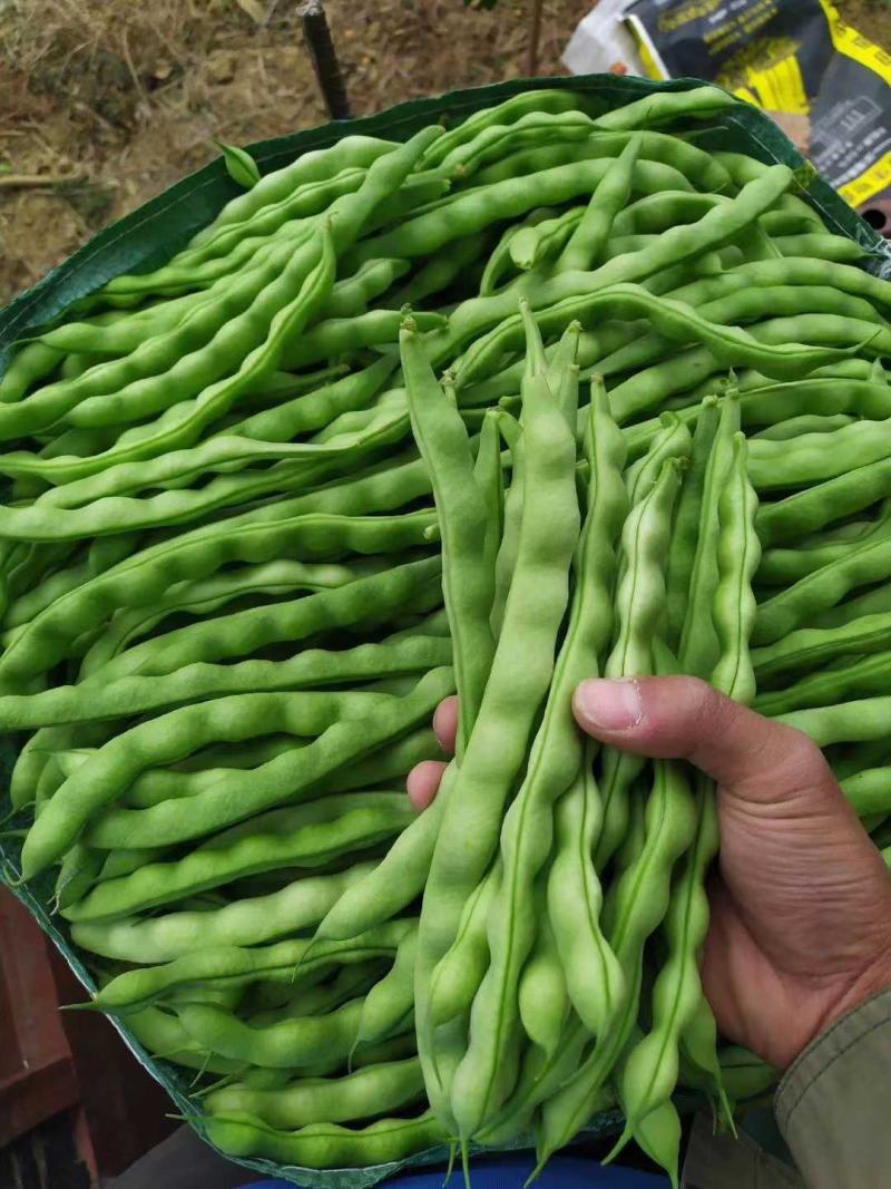 大青豆，棒豆大量上市有需要的联系