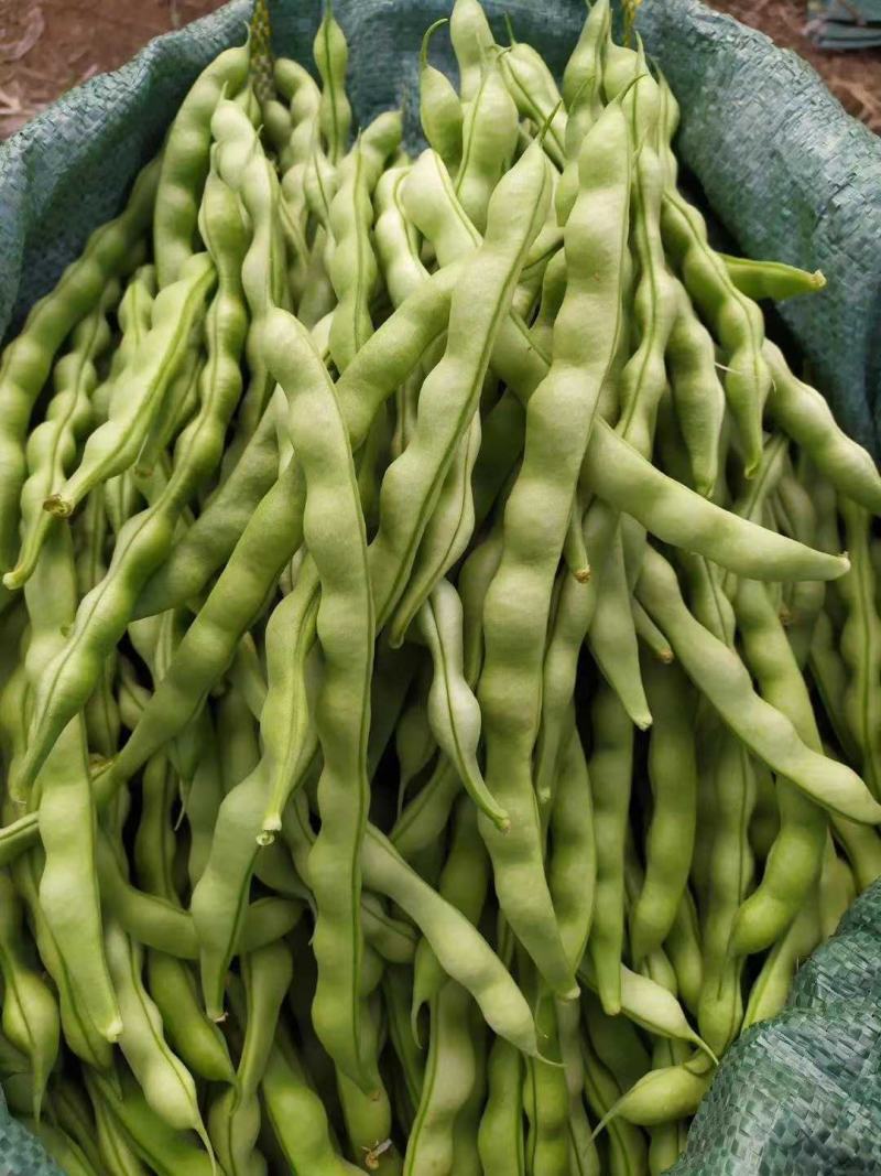 大青豆，棒豆大量上市有需要的联系