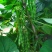 大青豆，棒豆大量上市有需要的联系